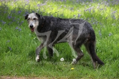 Irish Wolfhound