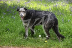 Irish Wolfhound