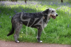 Irish Wolfhound