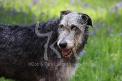 Irish Wolfhound