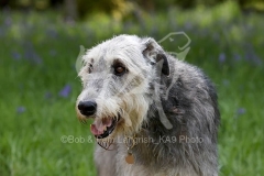 Irish Wolfhound