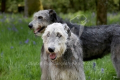 Irish Wolfhound
