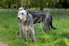 Irish Wolfhound