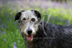 Irish Wolfhound