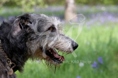 Irish Wolfhound