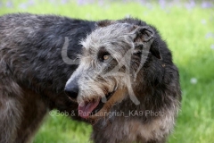 Irish Wolfhound