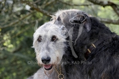 Irish Wolfhound