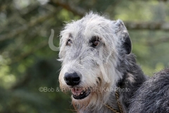 Irish Wolfhound