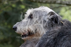 Irish Wolfhound