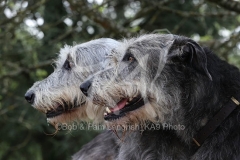 Irish Wolfhound
