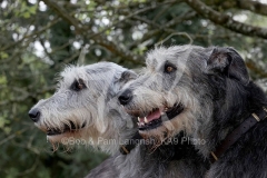 Irish Wolfhound