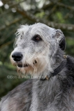 Irish Wolfhound