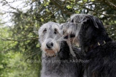 Irish Wolfhound