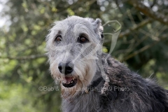 Irish Wolfhound