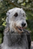 Irish Wolfhound