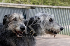 Irish Wolfhound