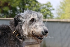 Irish Wolfhound