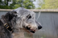 Irish Wolfhound