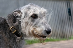 Irish Wolfhound