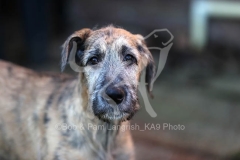 Irish Wolfhound