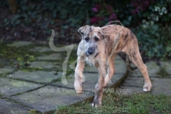 Irish Wolfhound