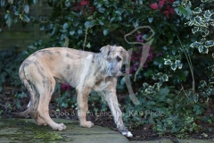 Irish Wolfhound