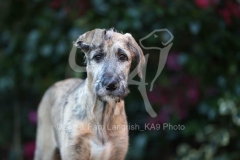 Irish Wolfhound