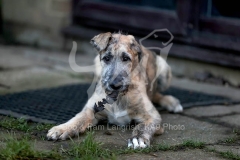 Irish Wolfhound