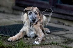 Irish Wolfhound