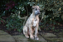 Irish Wolfhound