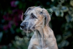 Irish Wolfhound
