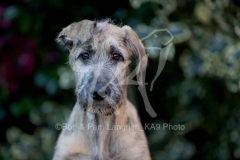 Irish Wolfhound