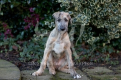 Irish Wolfhound