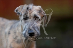 Irish Wolfhound