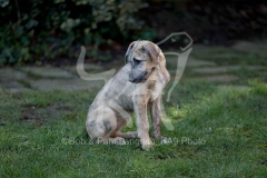 Irish Wolfhound