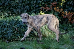 Irish Wolfhound