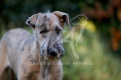 Irish Wolfhound