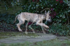 Irish Wolfhound