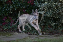 Irish Wolfhound