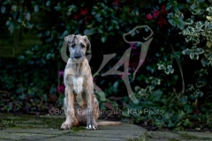 Irish Wolfhound