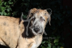 Irish Wolfhound