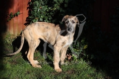 Irish Wolfhound