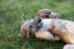 Irish Wolfhound