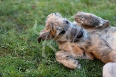 Irish Wolfhound