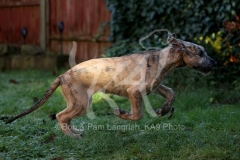 Irish Wolfhound