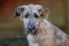 Irish Wolfhound
