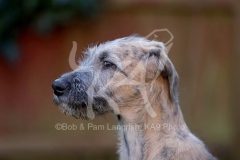 Irish Wolfhound