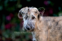 Irish Wolfhound