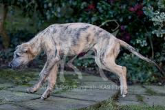 Irish Wolfhound