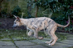 Irish Wolfhound